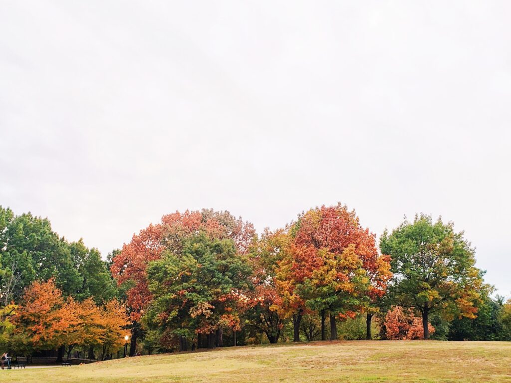 Brightly colored trees in autumn